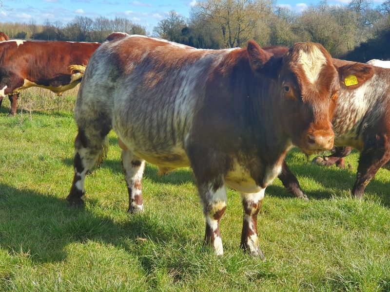 Bulls for Sale - Stanford Park Farm